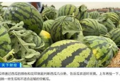 瓜老师,开启人生新篇章